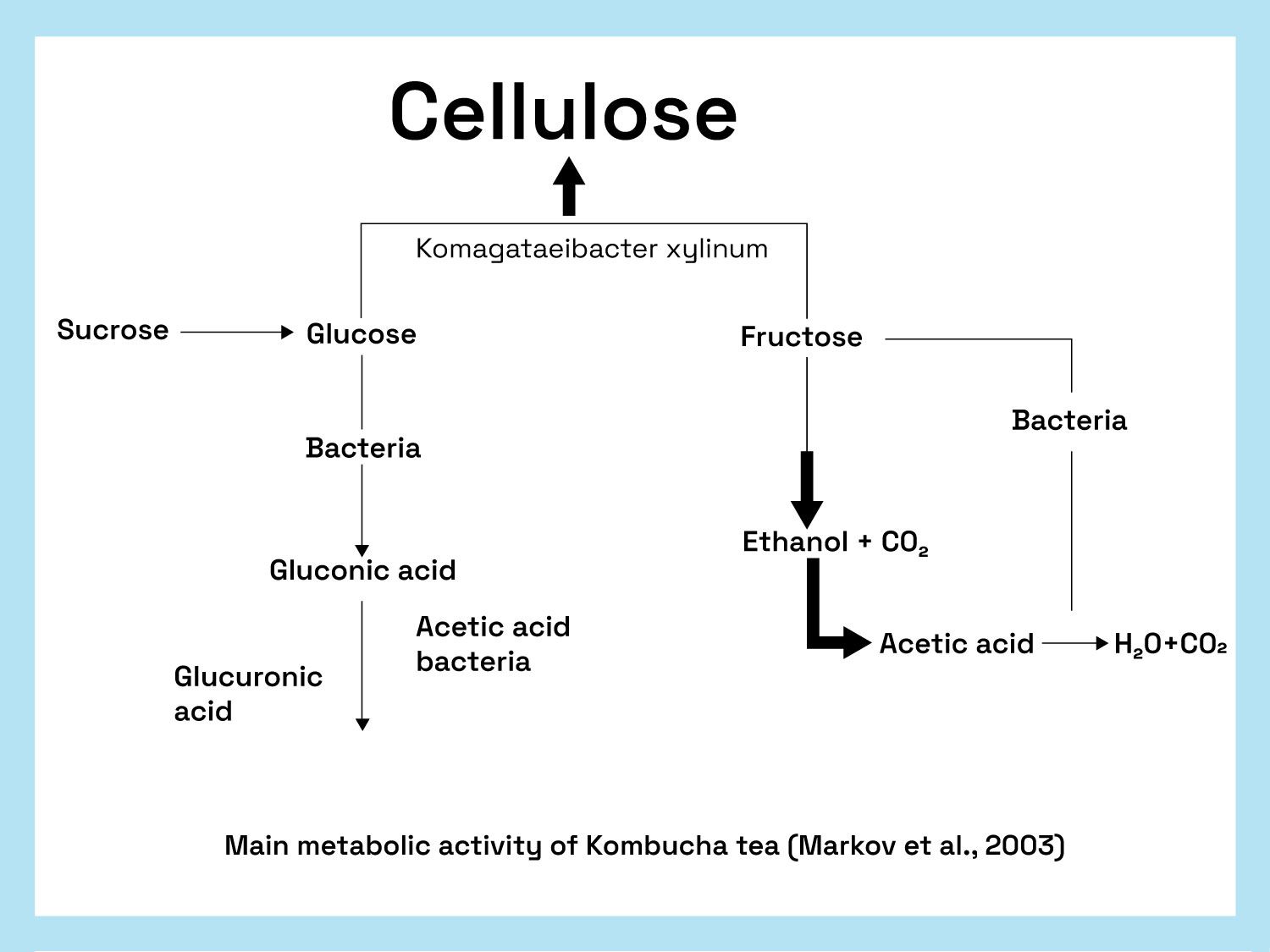 康普茶的主要代谢活性(Markov et al.， 2003)